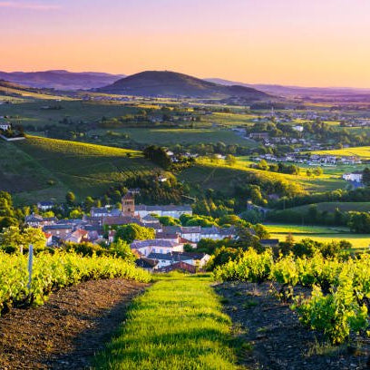 Beaujolais Nouveau: More Than Just a Wine - Farsonsdirect Malta