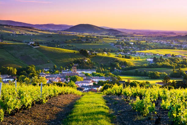 Beaujolais Nouveau: More Than Just a Wine - Farsonsdirect Malta