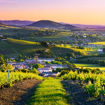 Beaujolais Nouveau: More Than Just a Wine