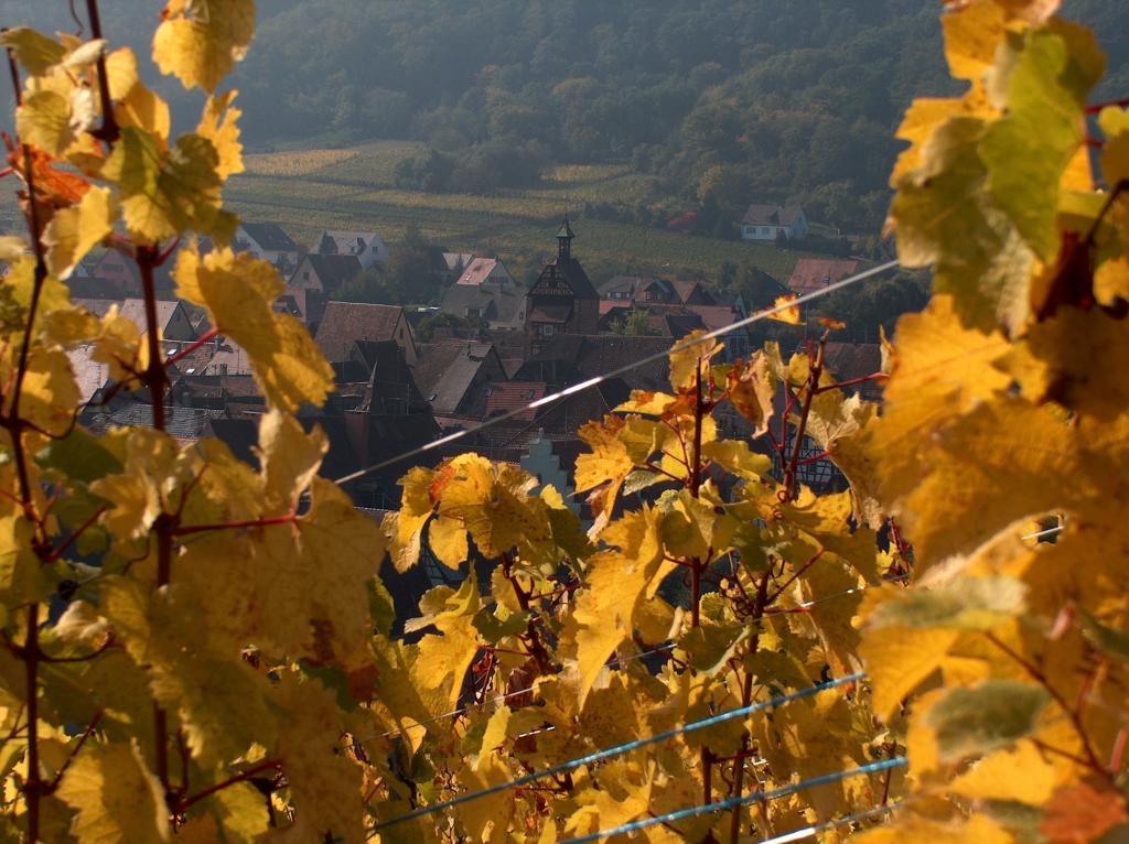 view of Alsace wine valley for Famille Hugel blog 