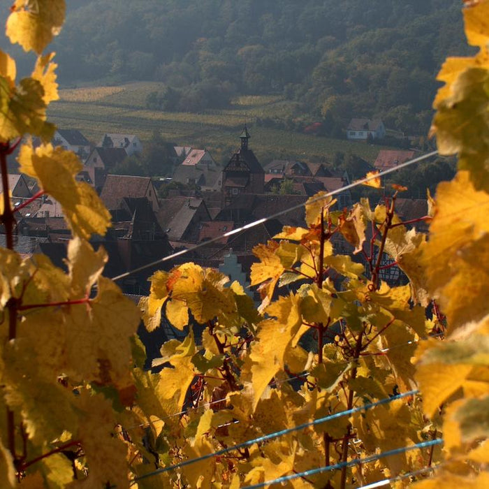 view of Alsace wine valley for Famille Hugel blog 